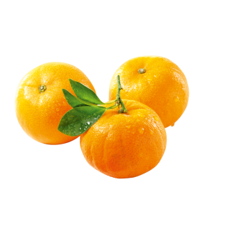 Spanien - Mandarinen