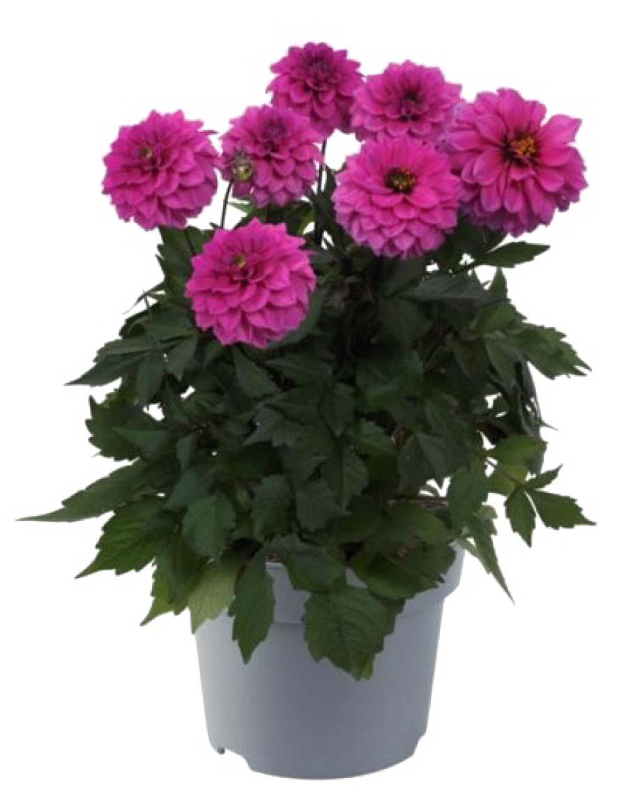 Dahlien oder Gartennelke "Lucky Lips"
