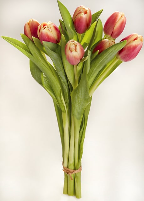 *Tulpenstrauß XL 