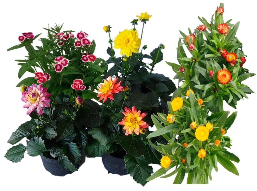 Sommerstauden XL