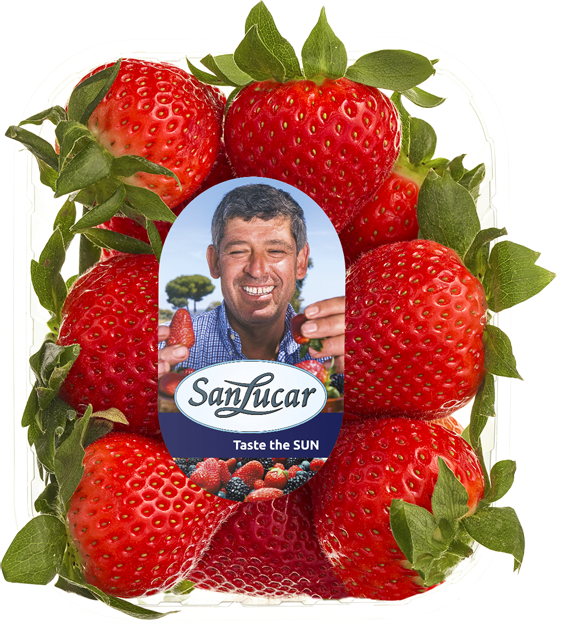 2 Schalen: SanLucar Erdbeeren