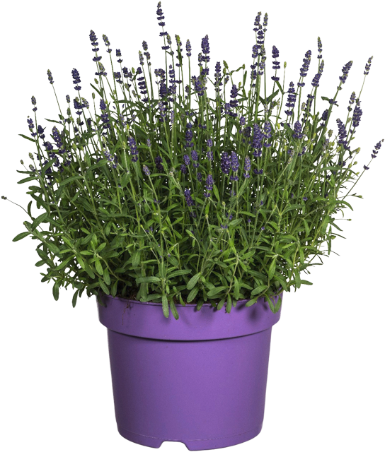 *Lavendel-Busch Angustifolia