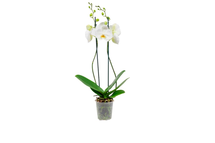 Orchidee Phalaenopsis