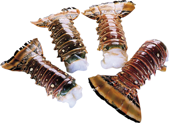 Langusten-Schwänze mit Schale roh 