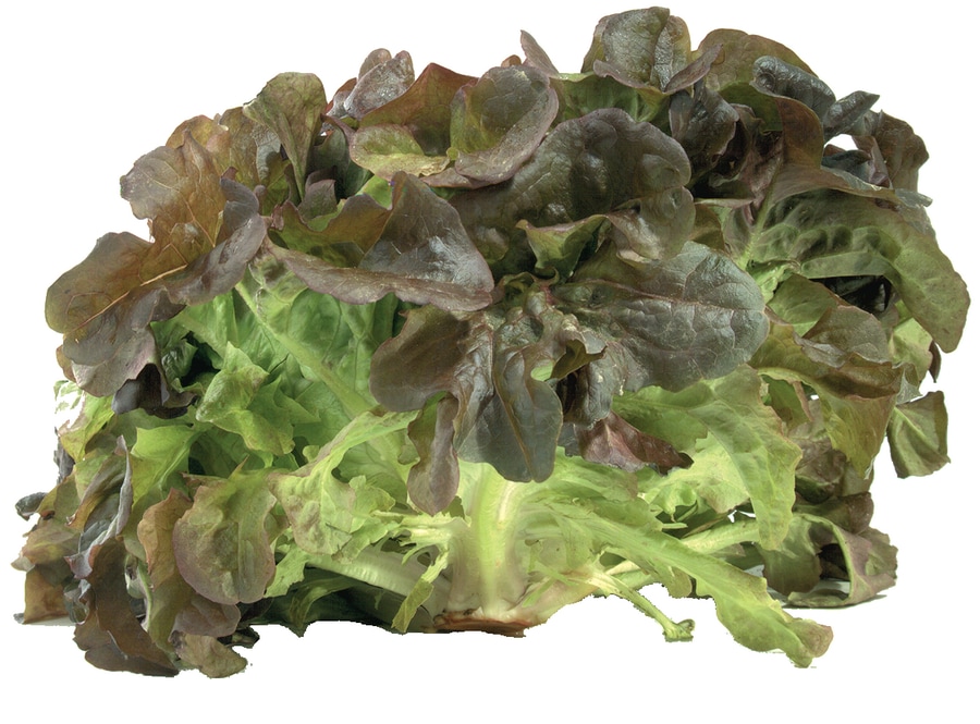 Salatspezialitäten