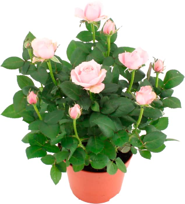 EDEKA Herzstücke Topfrosen im 14cm Topf oder Rosen-Strauß