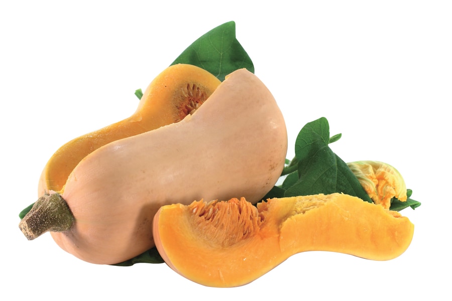 Speisekürbis „Butternut“