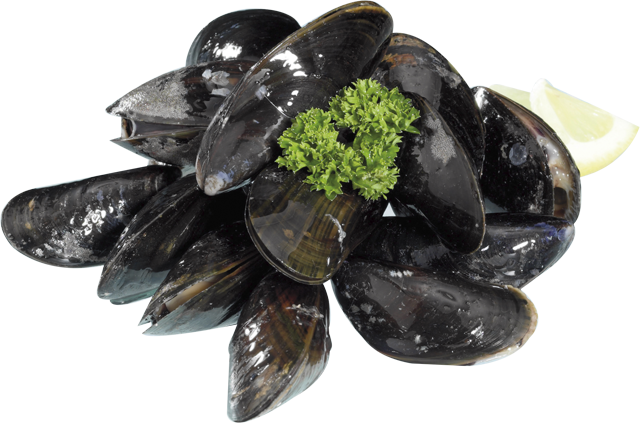 Frische Premium Nordsee-Muscheln 