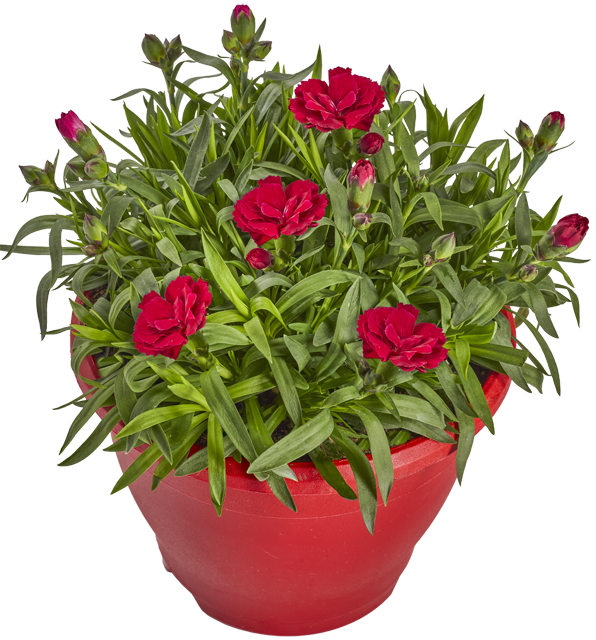 Nur in Märkten mit Blumenabteilung: Nelken Oscar Campana