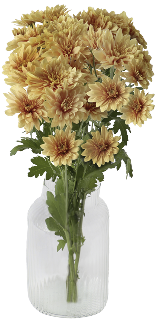 Ab Donnerstag erhältlich: ¹Chrysanthemenstrauß aus Kenia