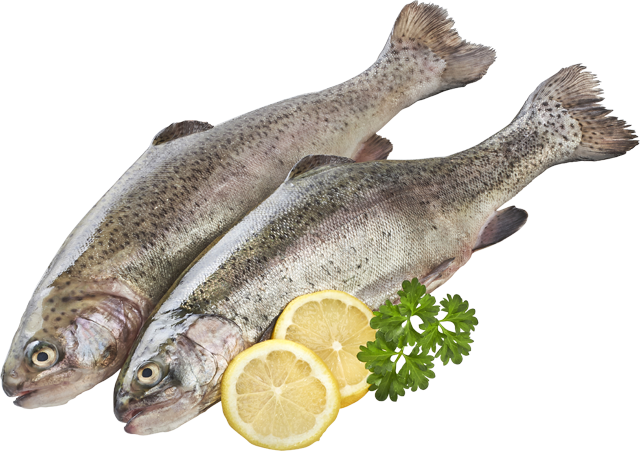 ¹Regenbogenforellen 