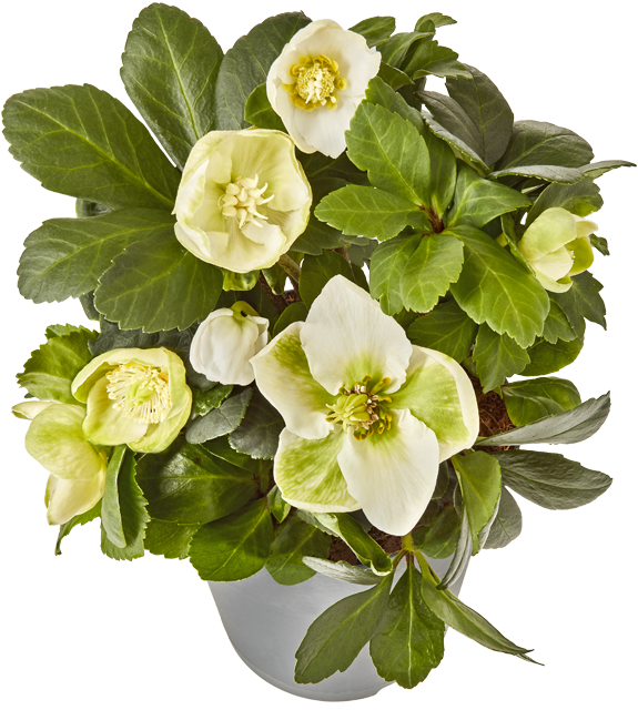 Helleborus Christrose