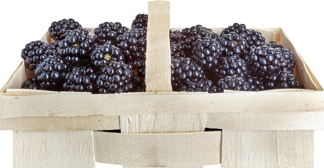 Ab Donnerstag erhältlich: Brombeeren