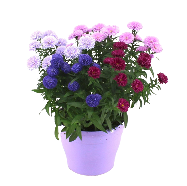 ²Herbstaster Quatro