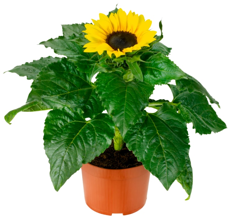 Sonnenblume „Helianthus"