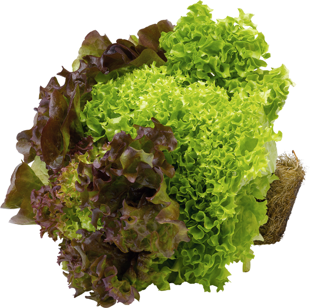 Am Samstag: EDEKA Herzstücke Blattsalat Mix mit Wurzelballen