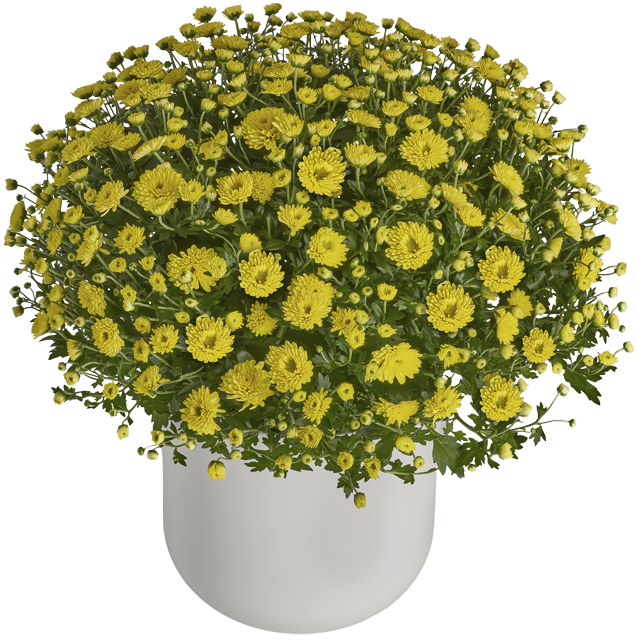 Chrysanthemen Büsche