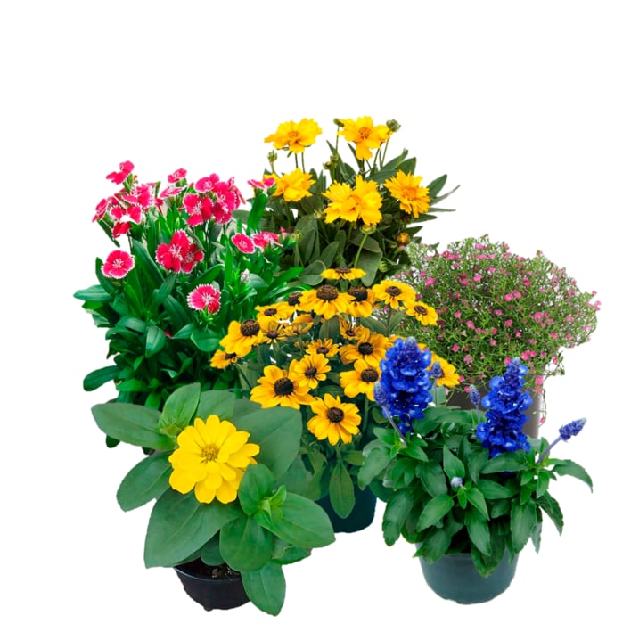 Sommerstauden Mix