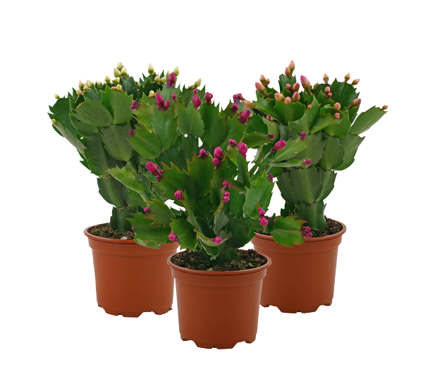 Schlumbergera