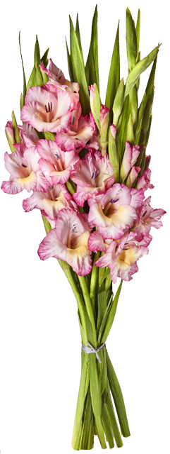 Ab Donnerstag erhältlich: ¹Gladiolenstrauß