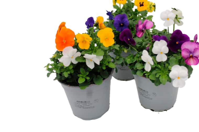 Hornveilchen Trio im 12cm Topf oder Bellis „Erdbeersahne“