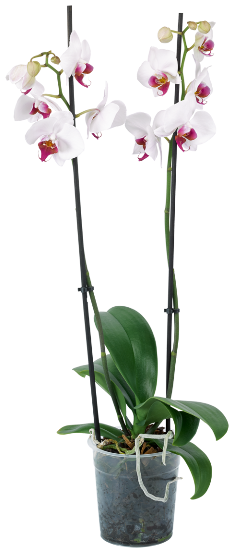 Schmetterlingsorchidee 2-Trieber oder Bepflanzte Keramik mit Grünpflanzen
