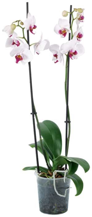 Orchidee „Phalaenopsis“