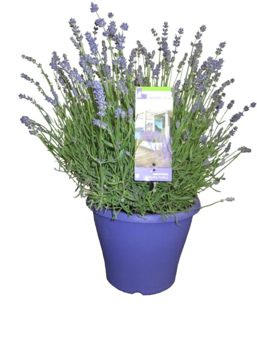 Lavendel-Busch „Angustifolia"