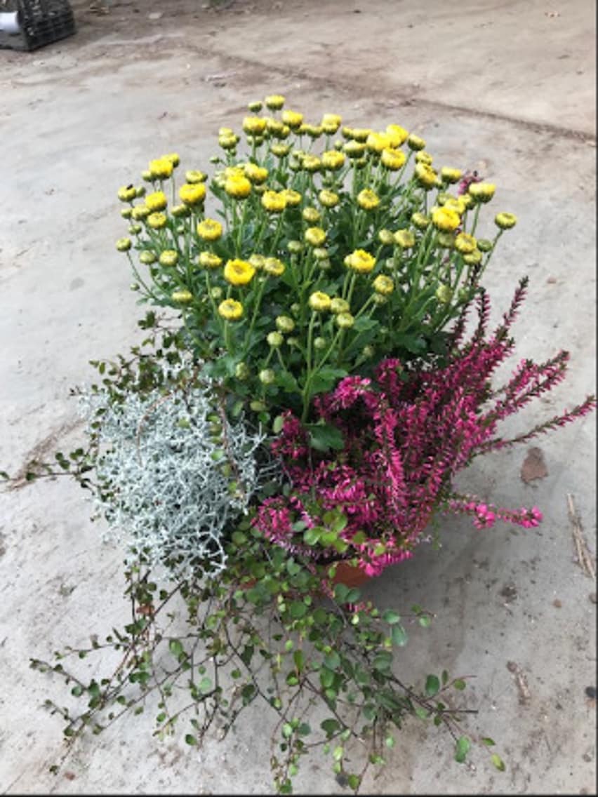 Bepflanzte Herbstschale