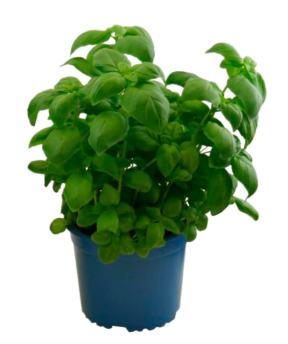 Bio-Basilikum XXL