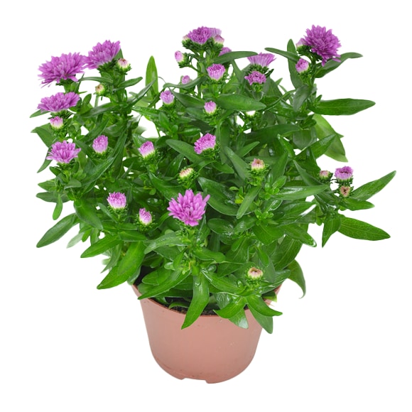 Calluna zweifarbig oder Astern