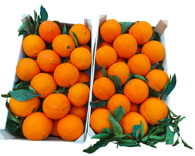 Mittwoch bis Samstag: Sizilianische Orangen 