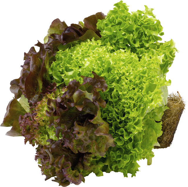 Donnerstag bis Samstag: EDEKA Herzstücke Blattsalat-Mix