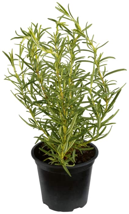 Rosmarin, Minze oder Thymian