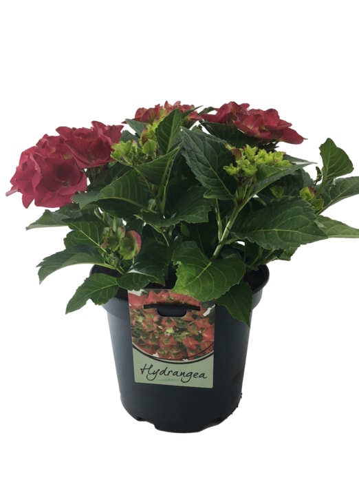 Hortensien Busch "Hydrangea macrophylla"