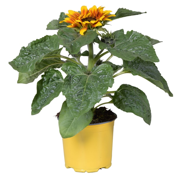 Sonnenblume