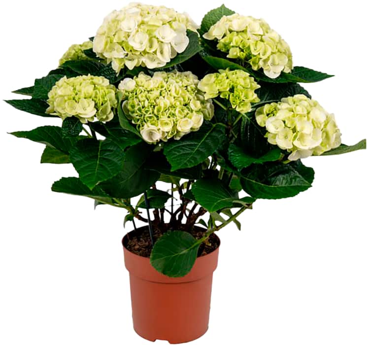 EDEKA Herzstücke Hortensien