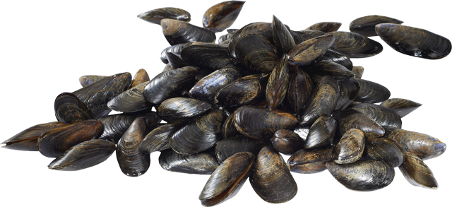 Ab Dienstag: Frische Bouchot-Muscheln 