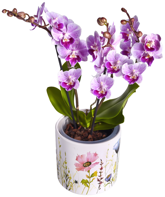 Schmetterlingsorchidee in floraler Keramik