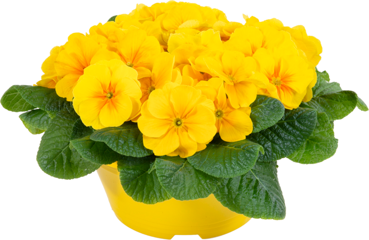 Primeln "Ton in Ton"