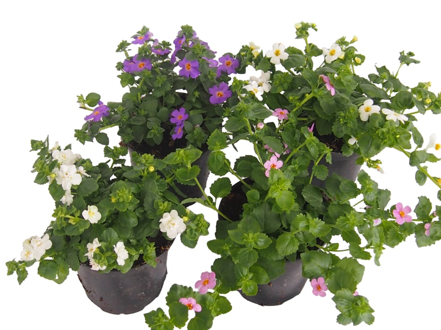 Aztekengold „Sanvitalia" oder Schneeflockenblume „Bacopa"