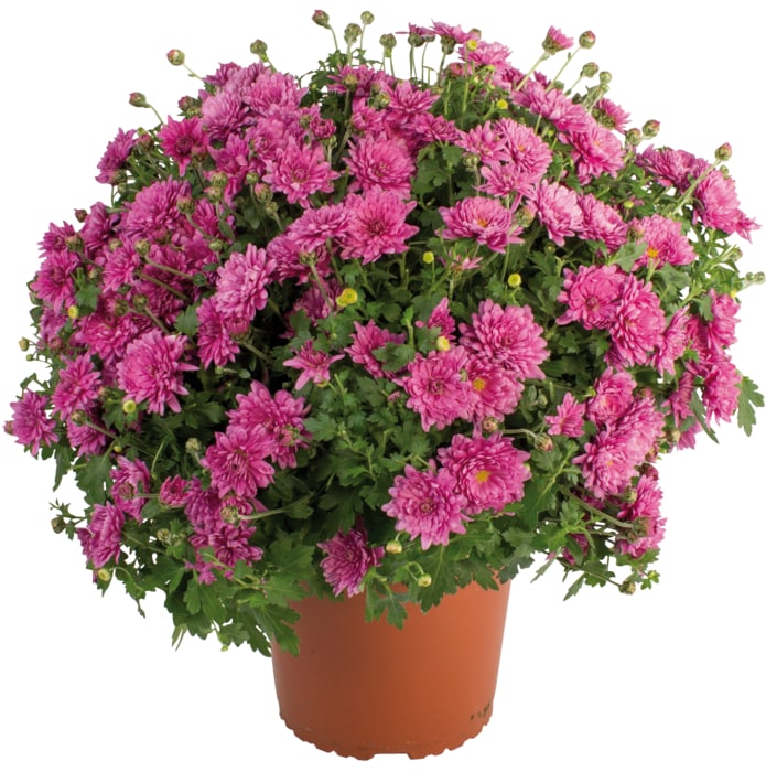 Chrysanthemen Busch