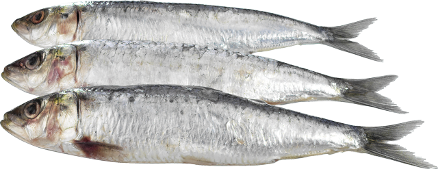 Ab Dienstag erhältlich: Frische Sardinen