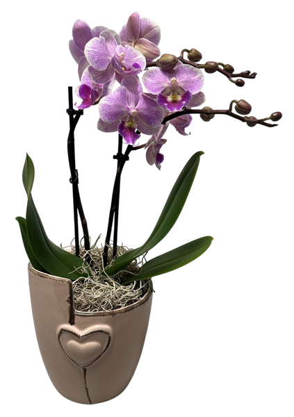 Schmetterlingsorchidee in Keramik