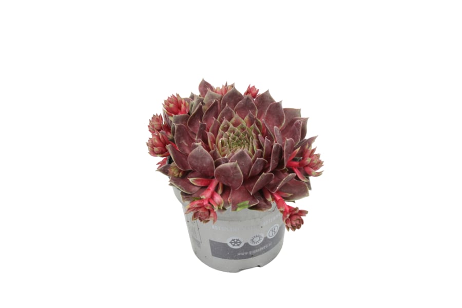 Sempervivum