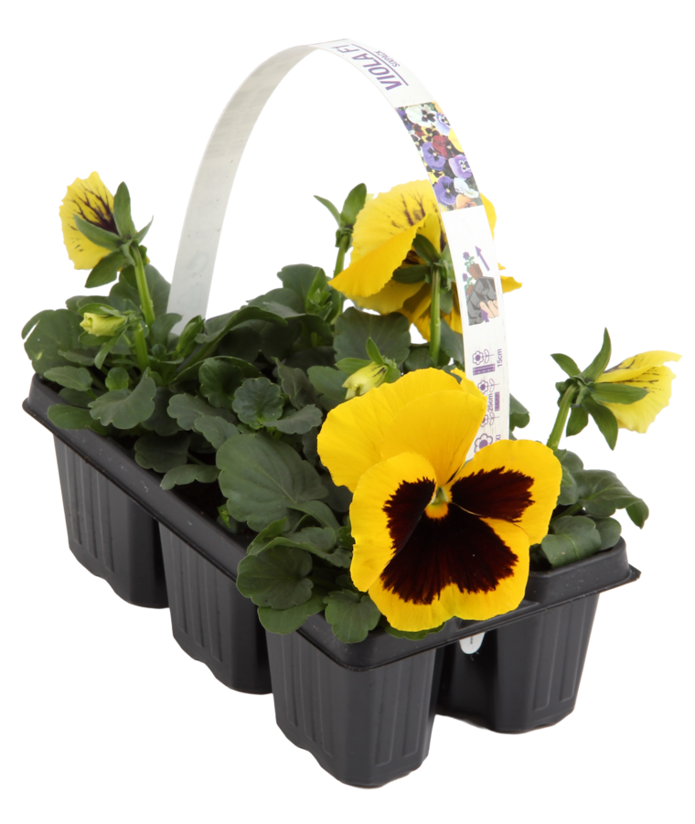 Stiefmütterchen oder Hornveilchen