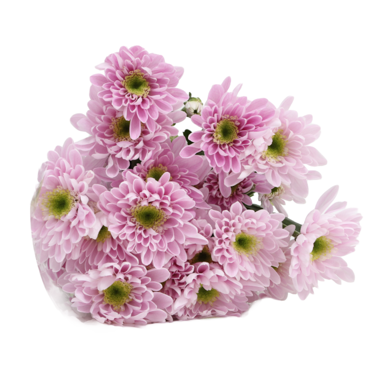 Chrysanthemen