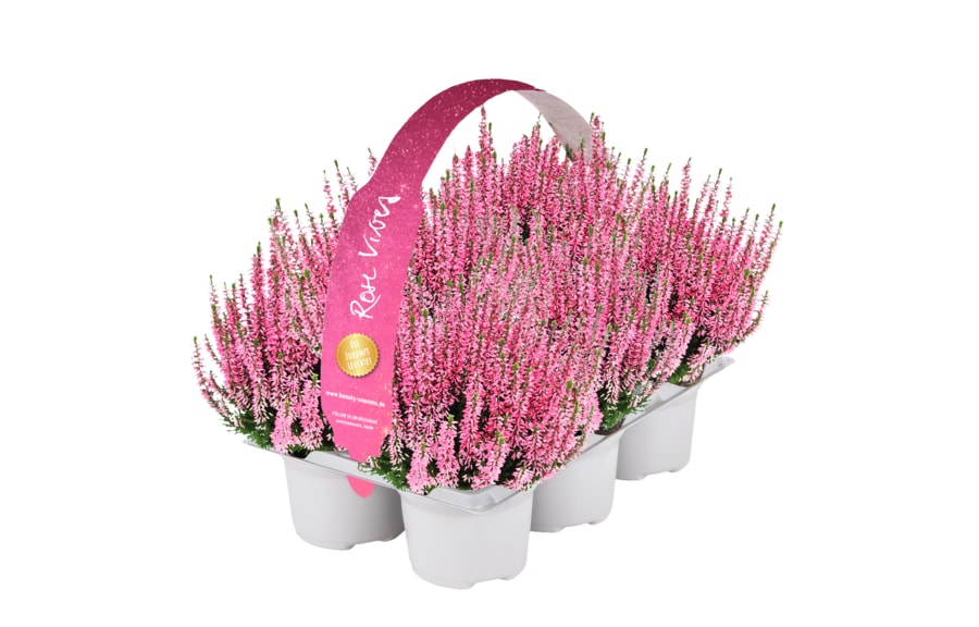 6er Pack Calluna
