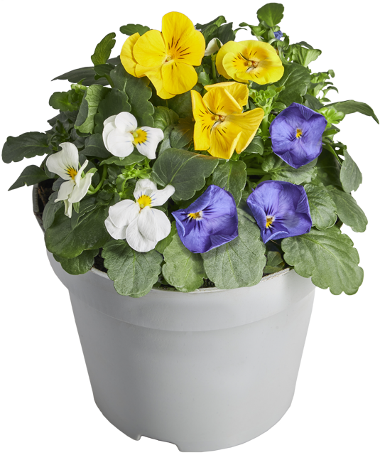 Nur in Märkten mit Blumenabteilung: Hornveilchen Trios