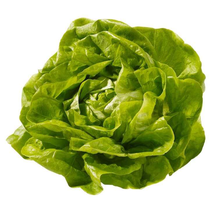 Kopfsalat grün